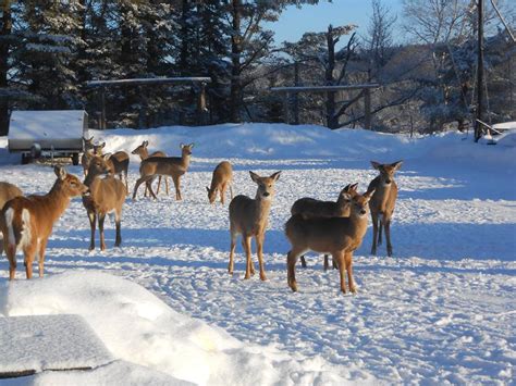 Maine’s Pittston Farm: An Oasis in the Big Wilderness